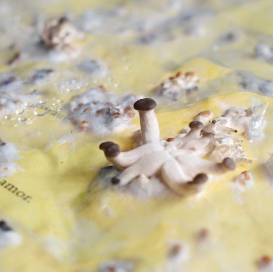 Nuria Vila Ecodisseny 3